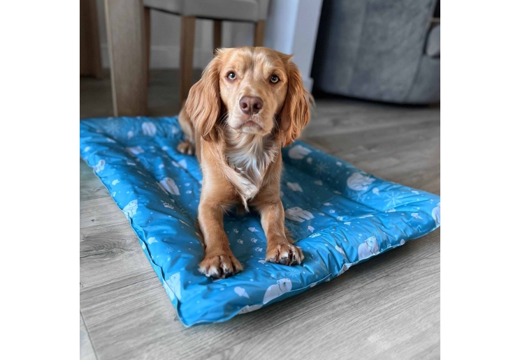 Dog Cooling Bed