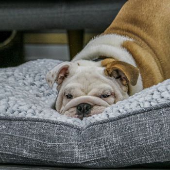 Dog Beds