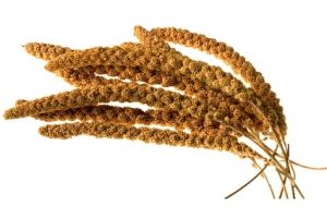 Millet Sprays