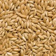 Canary Plain Canary Seed