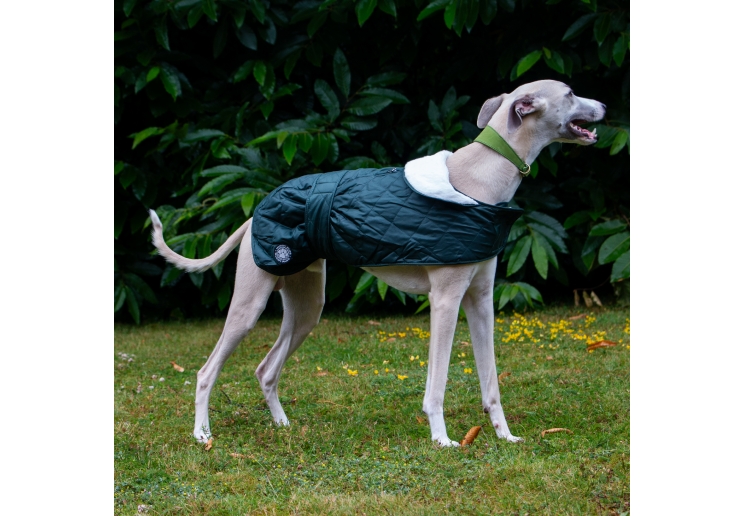 Greyhound Dog Coats
