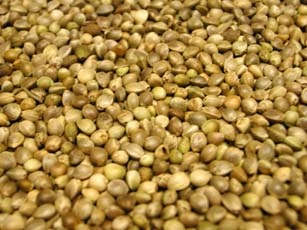 Hemp Seed