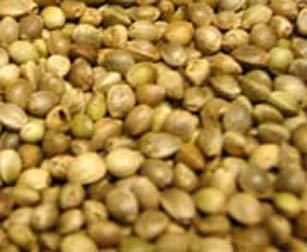 Huge Hemp Seed