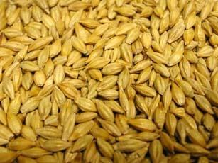 Barley