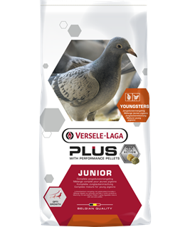 Junior Plus